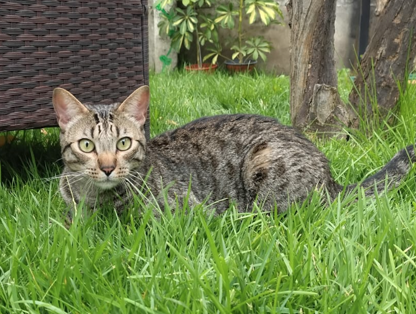 Mascota 2