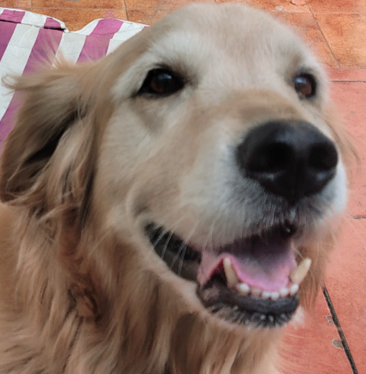 Mascota 3