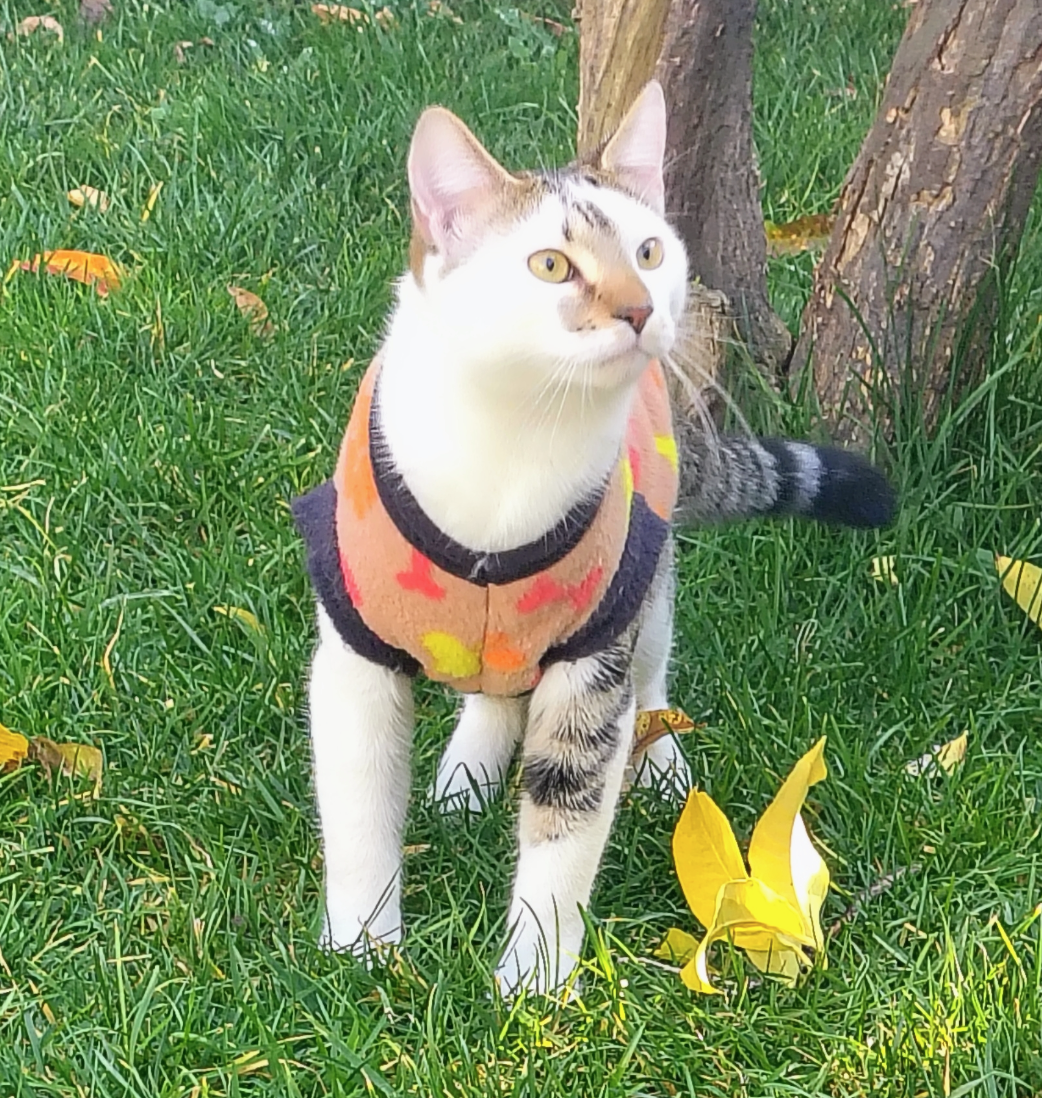 Mascota 1