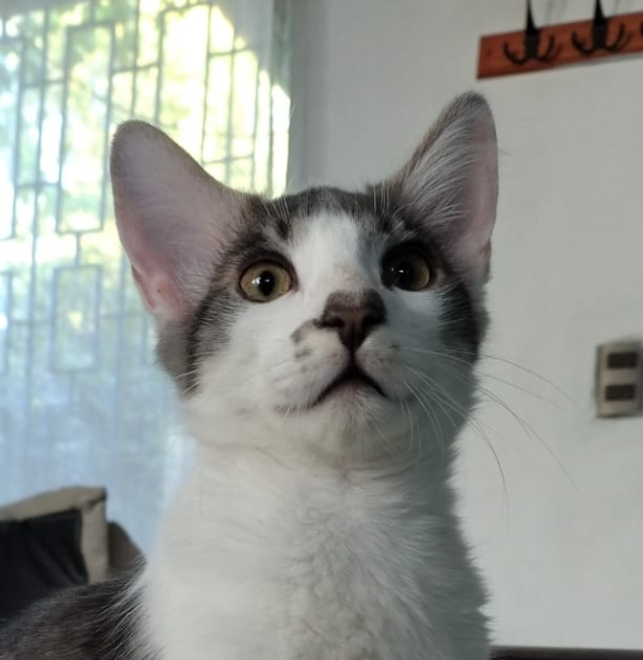 Mascota 6
