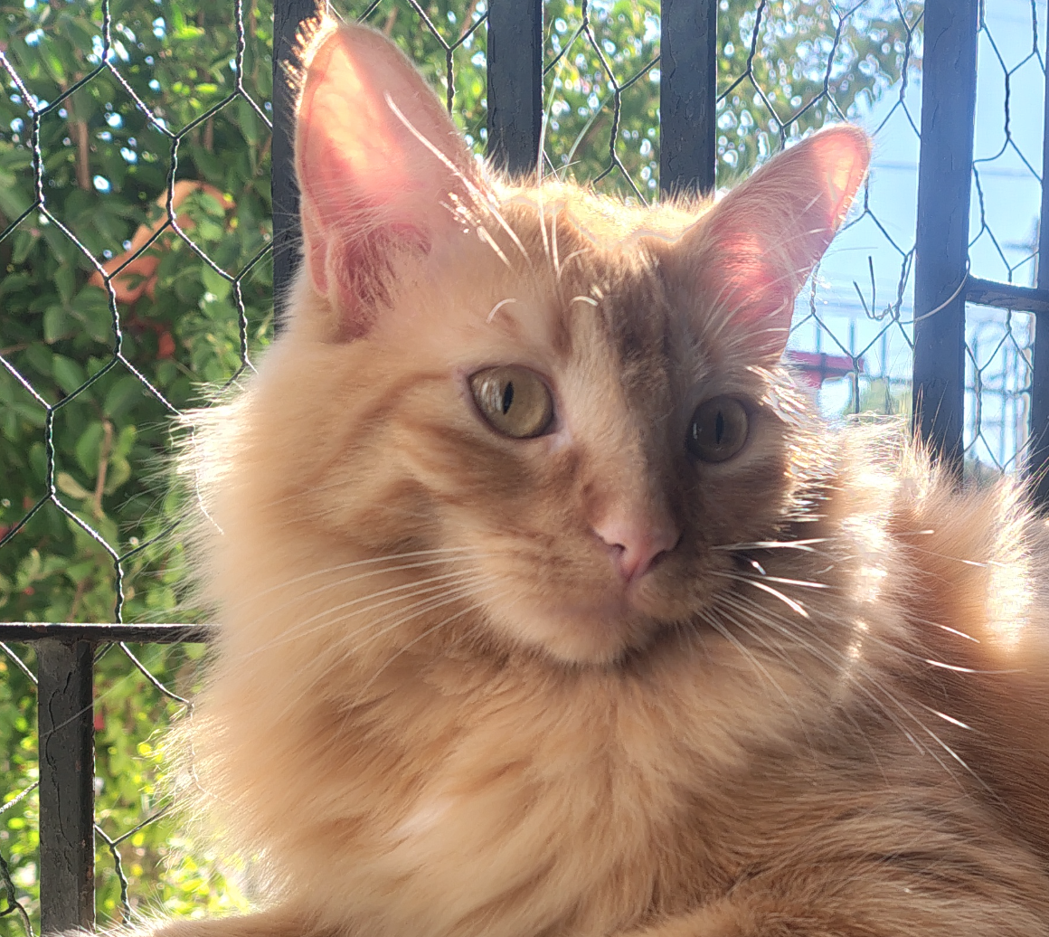 Mascota 5